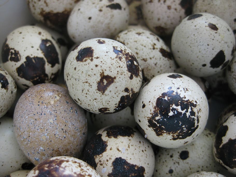 quail, egg, patch, places, little, shell, food, quail - Bird HD wallpaper