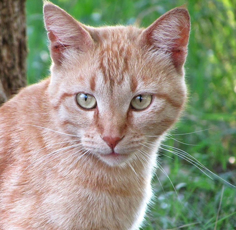 cats, ginger cats, pet, kitty, fur, mammal, feline, animal HD wallpaper