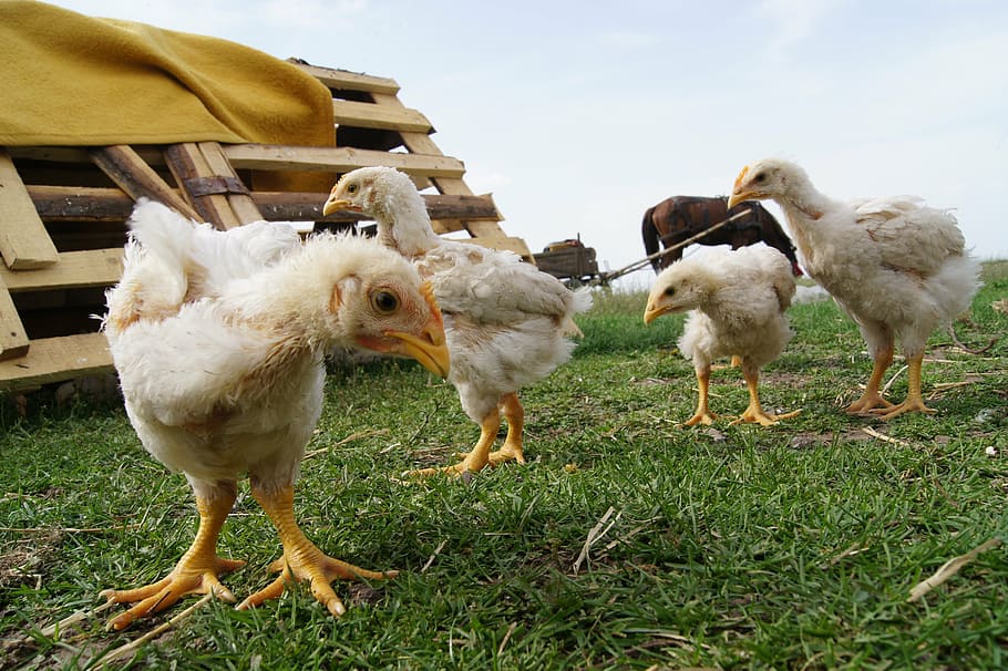 chicken, hen, group of animals, domestic animals, mammal, animal themes HD wallpaper