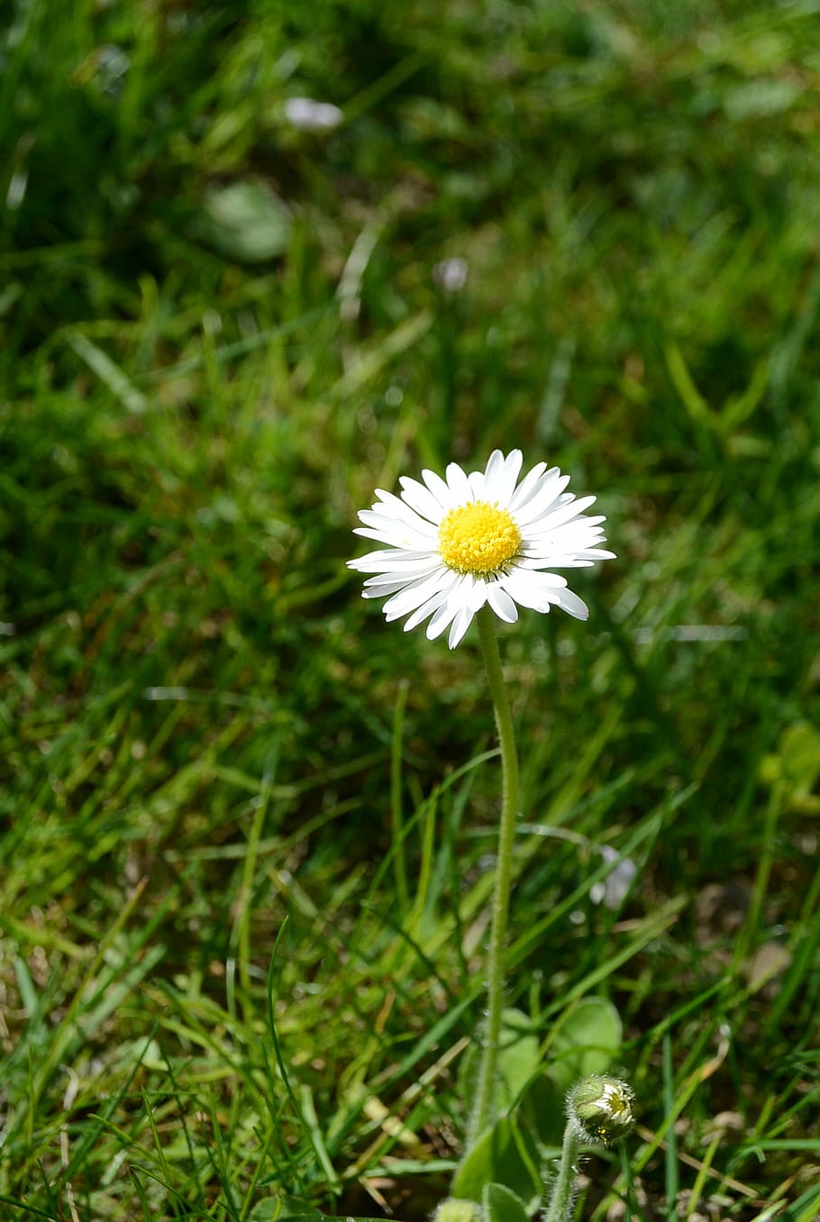 daisy, flower, spring, bloom, flora, nature, pointed flower HD wallpaper