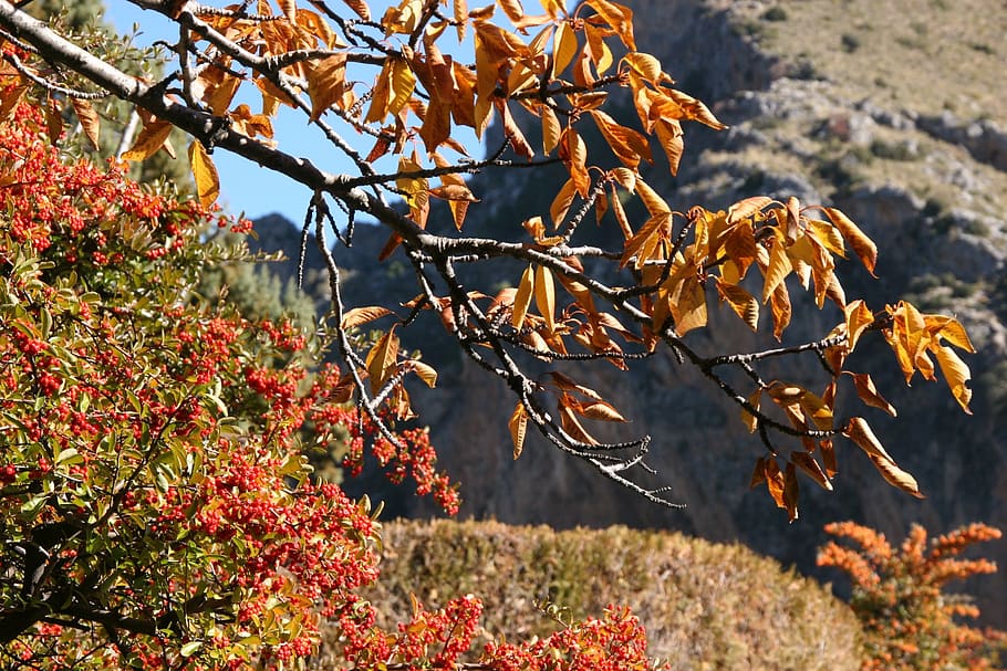 leaves, tree, nature, plant, growth, autumn, change, focus on foreground HD wallpaper