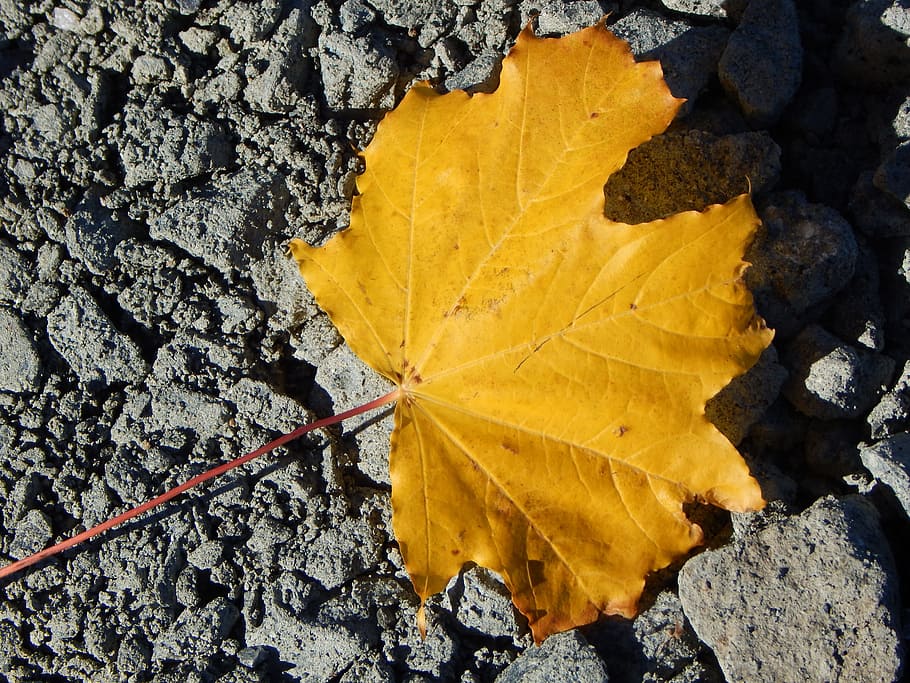 leaf, autumn, yellow, maple, golden autumn, leaves, nature HD wallpaper