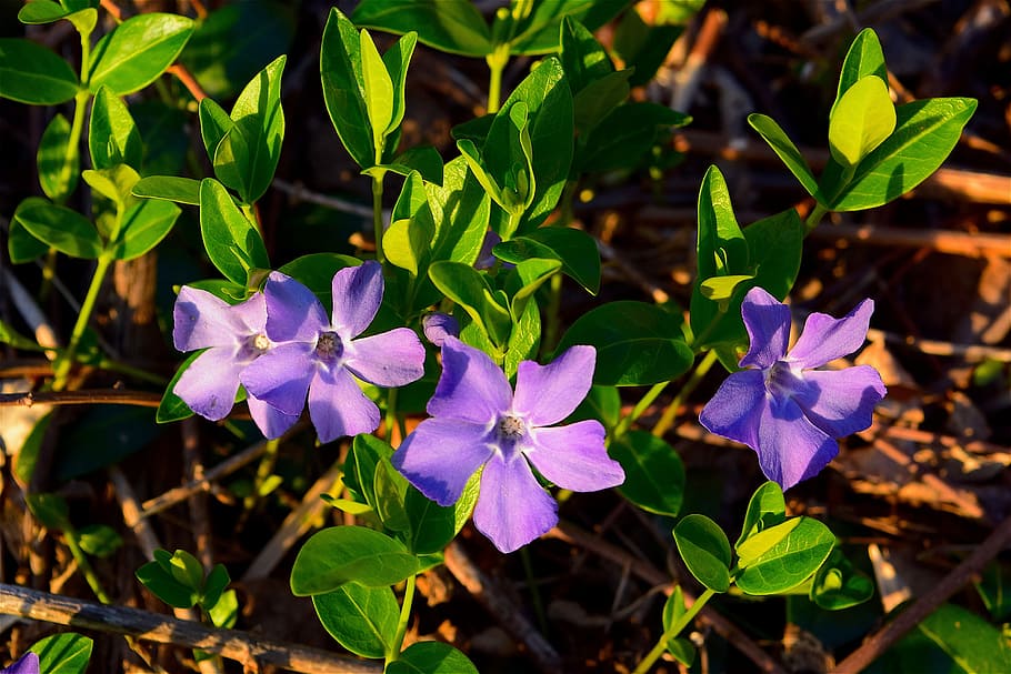 Flowers, Violets, Nature, Spring, Purple, floral, garden, blossom HD wallpaper