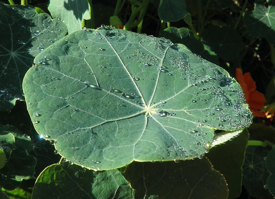 Leaf, Plant, Dewdrop, Nature, green, shadow play, leaf veins HD wallpaper