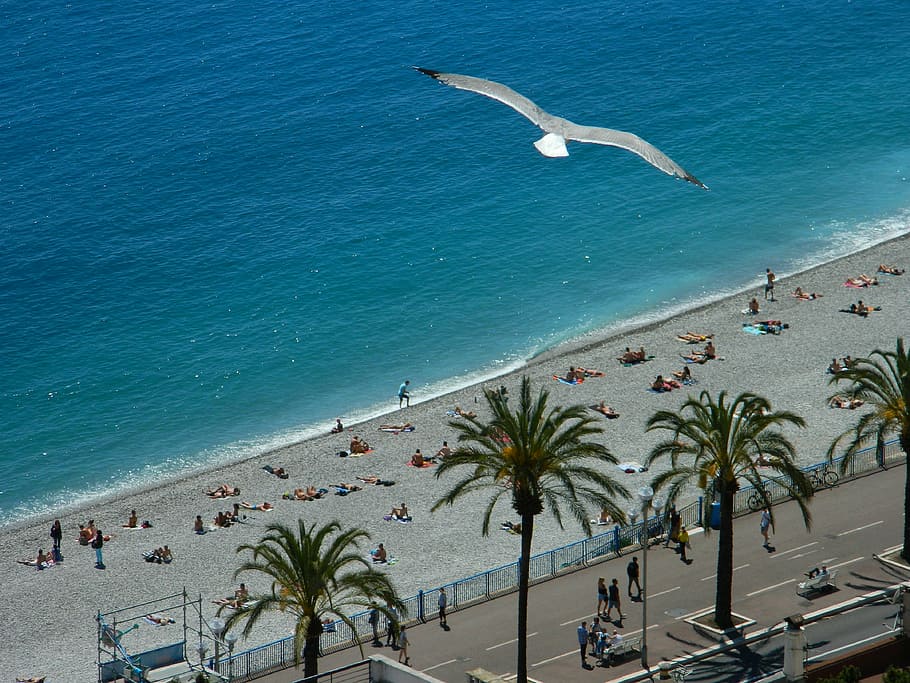 fly, azure, palms, beach, sea, california, coastline, uSA, water HD wallpaper
