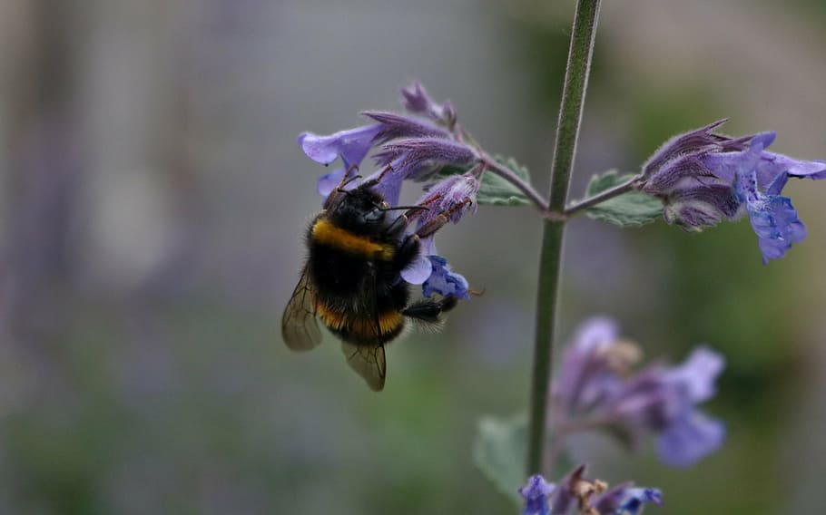 bee, nature, honey, insect, flower, natural, pollen, spring HD wallpaper