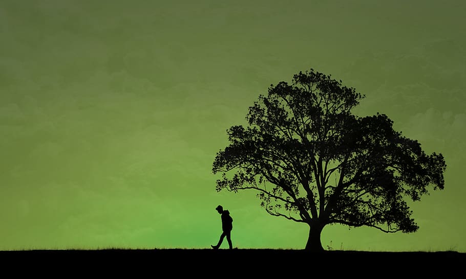 guy, the tree, silhouette, field, plant, land, sky, one person HD wallpaper
