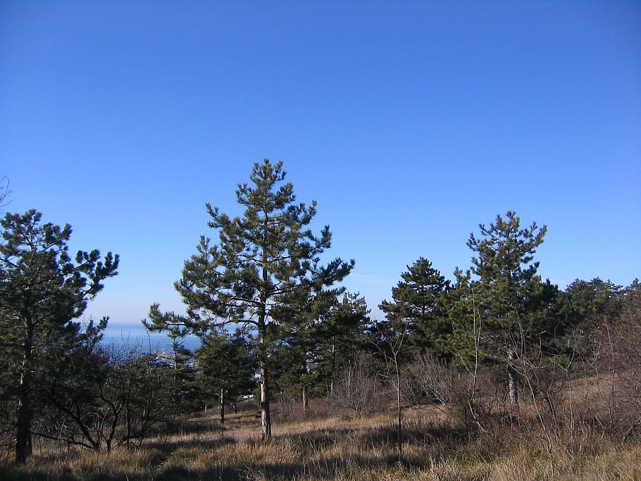 Forest, Trees, Prato, Fir, sky, blue, pine tree, nature, no people HD wallpaper