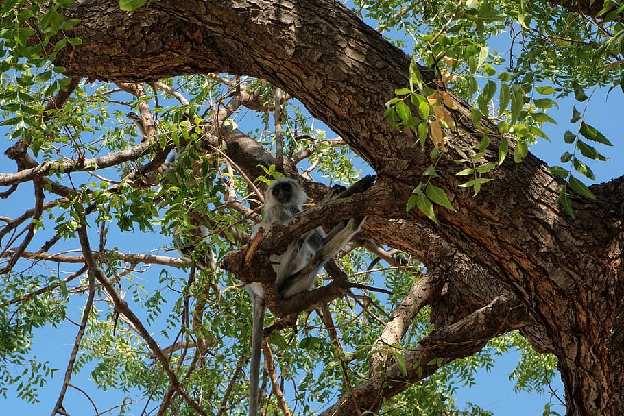 monkey, tree, plant, animal themes, animal wildlife, animals in the wild HD wallpaper