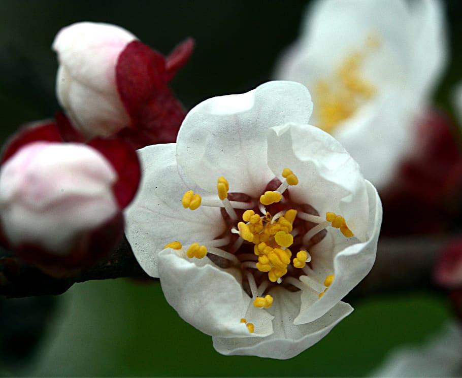 peach flower, spring, flowering tree, flowering plant, freshness HD wallpaper
