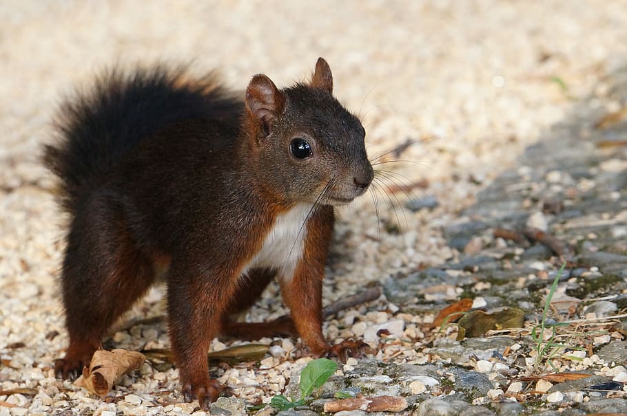 squirrel, animal, nature, animal wildlife, one animal, animal themes HD wallpaper