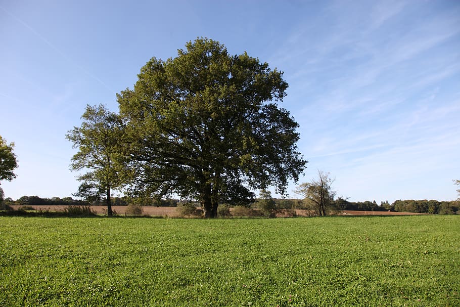 tree, oak, nature, plant, field, land, tranquility, landscape HD wallpaper