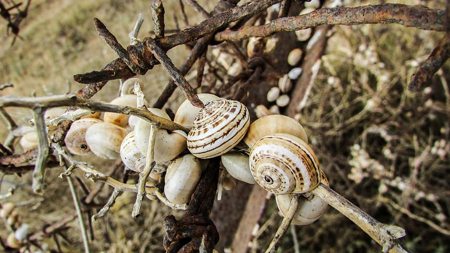 Shells, Snail, Colony, Wire, Metal, rusty, animal shell, gastropod HD wallpaper