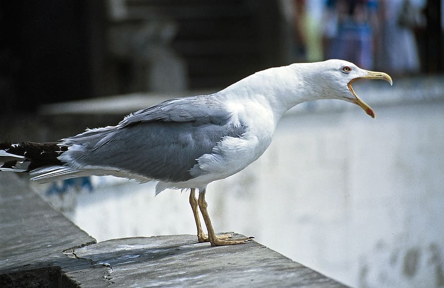 bird on dock, seagull, cry, bill, plumage, animal world, bird portrait HD wallpaper