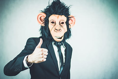 man wearing monkey mask, application, training, business, portrait HD wallpaper