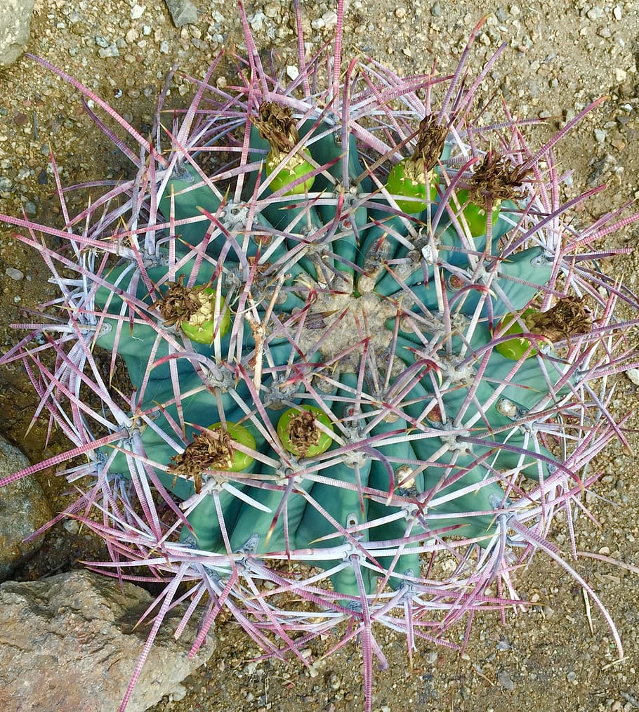 cactus, desert, plant, succulent plant, growth, thorn, day HD wallpaper