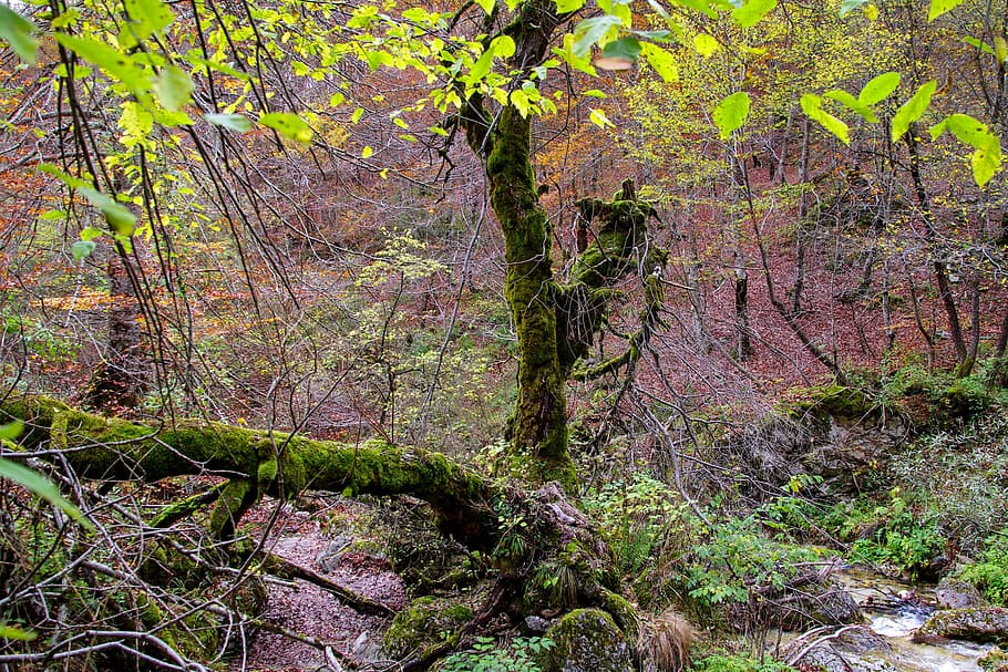 Forest, Mountain, Tree, Branches, broken branches, moss, stream HD wallpaper