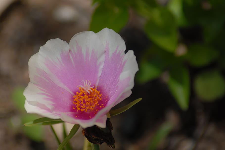 wild, flora, plants, flower, flowering plant, freshness, beauty in nature HD wallpaper