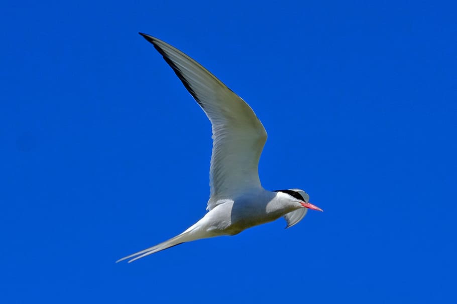 Bird, Tern, Fly, Blue Sky, bird flight, wing, one animal, animals in the wild HD wallpaper