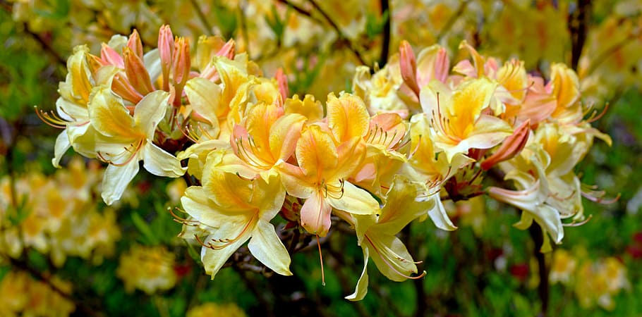 yellow azalea flowers macro photography, rhododendron, rhododendron luteum