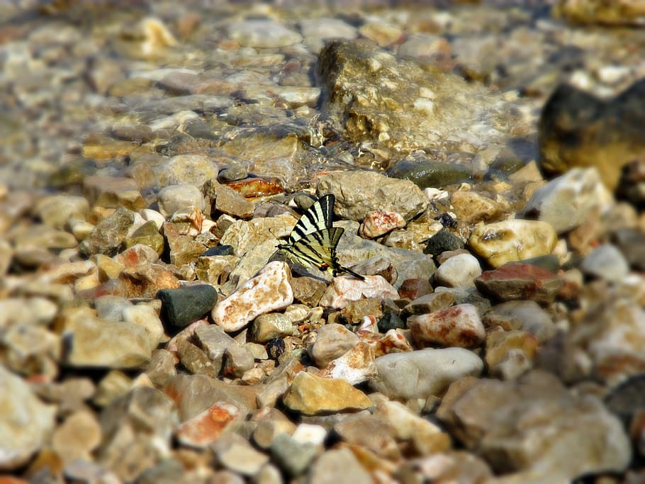 stone, butterfly, insect, nature, flying insects, rock, solid HD wallpaper
