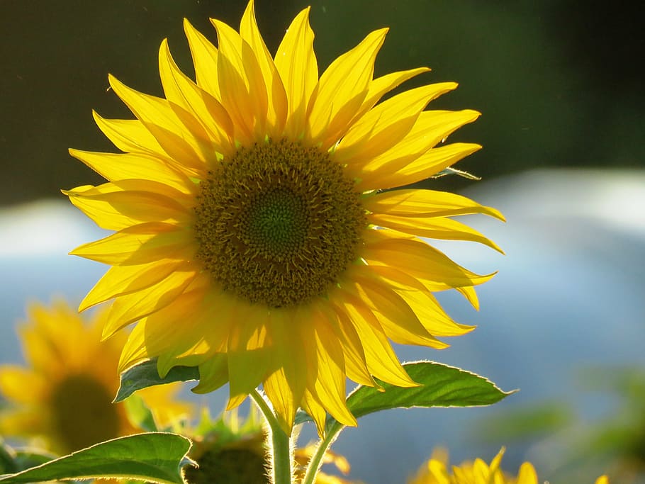 sun flower, yellow, blossom, bloom, summer, flowering plant HD wallpaper