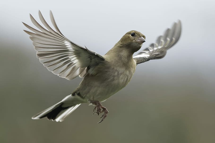 flying gray and white bird, brown and gray bird, feathers, wings HD wallpaper