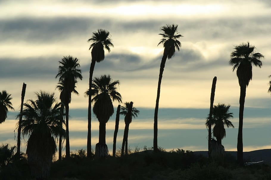 silhouette of coconut palm trees, sunset, silhouettes, palms HD wallpaper