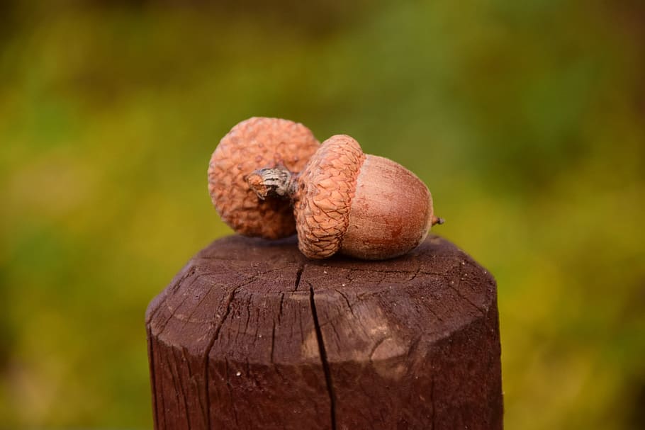Acorns, Close, Beautiful, Nature, Brown, autumn, seeds, greeting card HD wallpaper