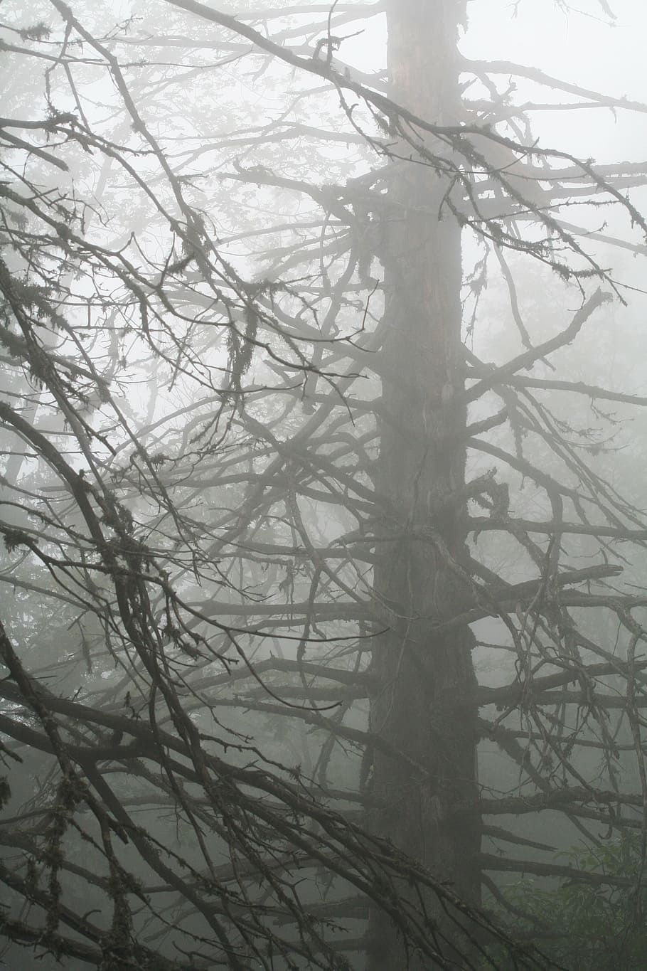 fog, tree, mountain, mist, nature, landscapes, alps, trunk HD wallpaper