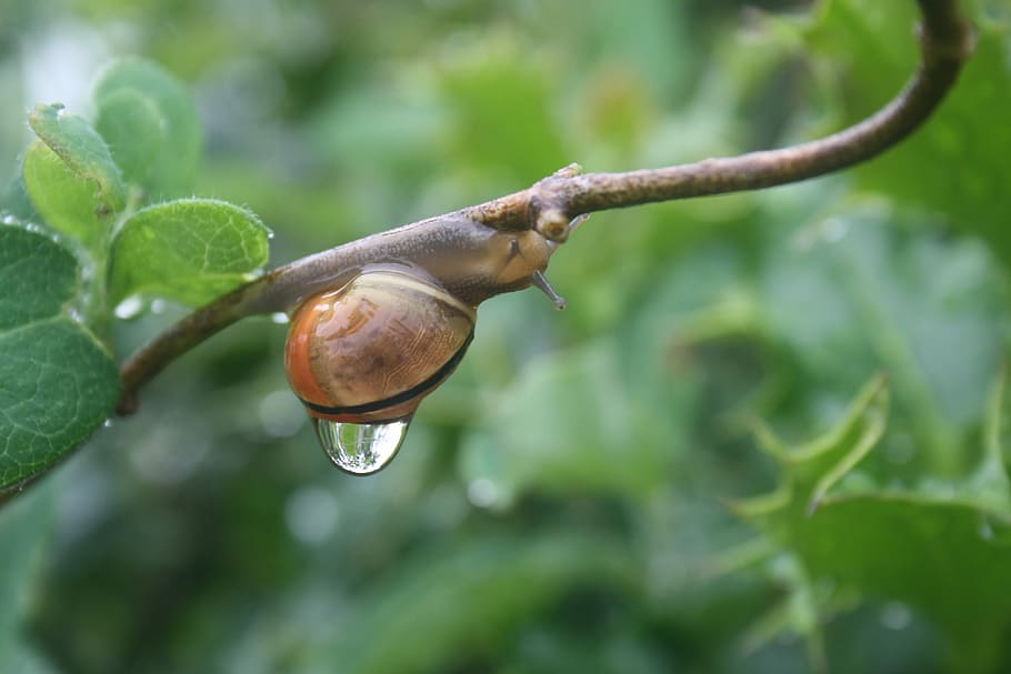 snail, rain, sweating, speed, plant, close-up, leaf, growth HD wallpaper