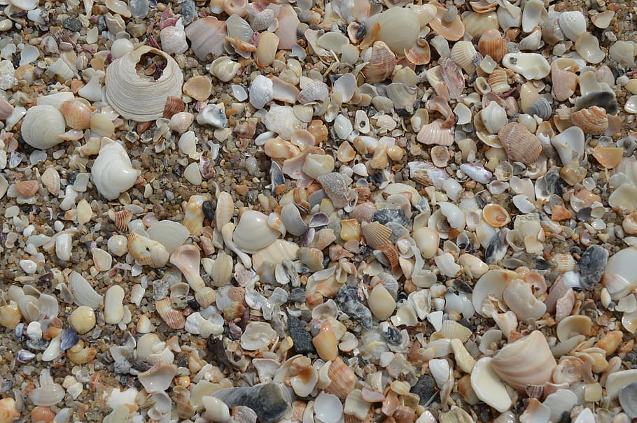 shells, macro, beira mar, full frame, backgrounds, abundance HD wallpaper