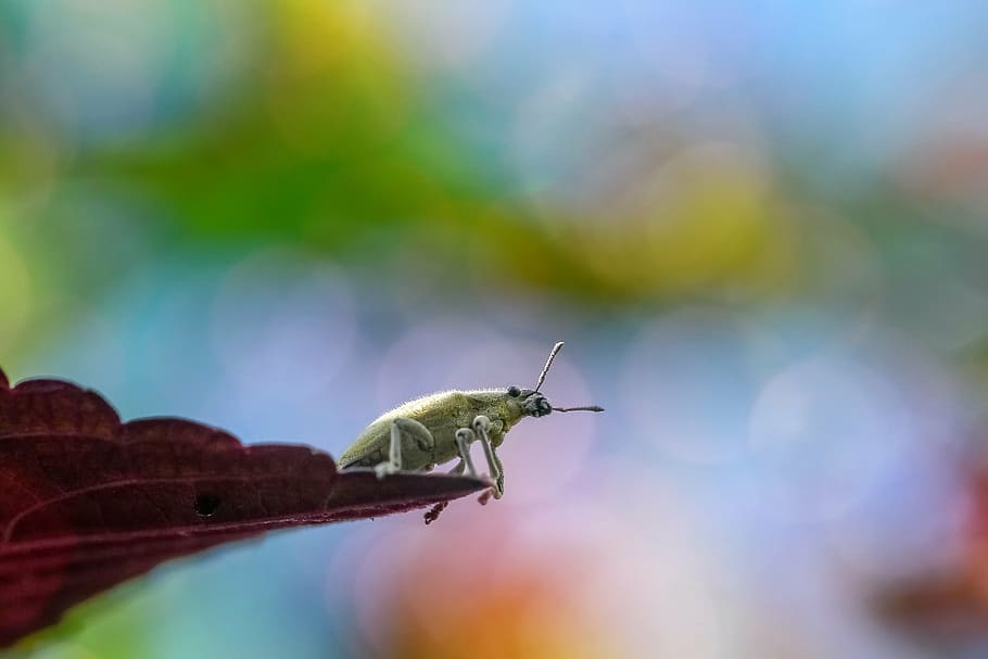 brown bug on red leaf plant, insect, macro, animal, nature HD wallpaper