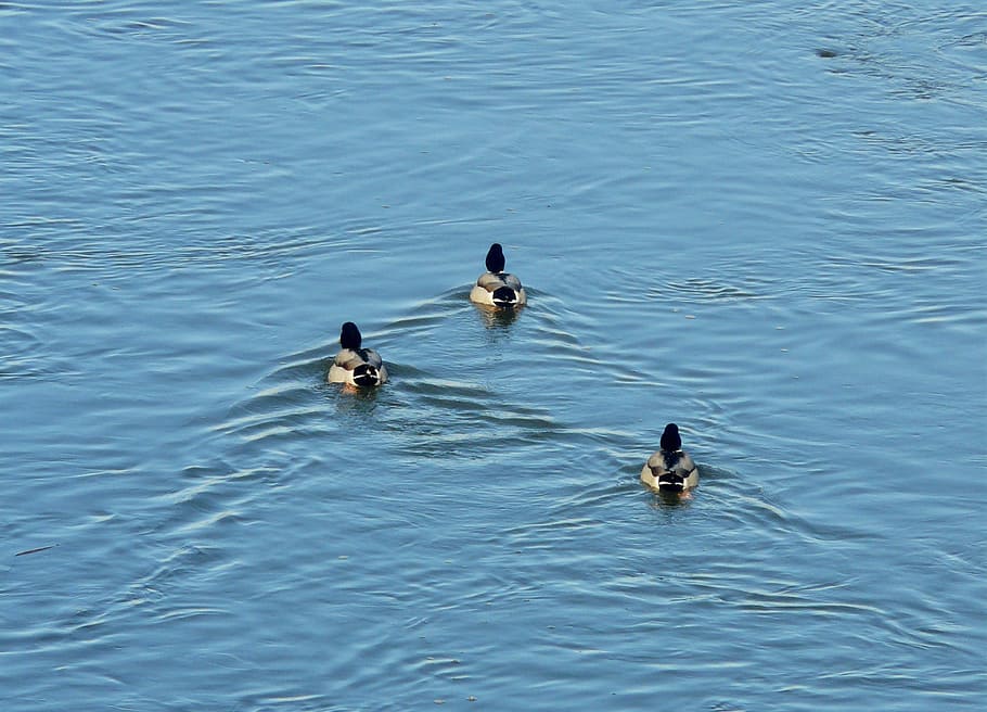 ducks, river, three, games, water, waterfront, animal themes HD wallpaper
