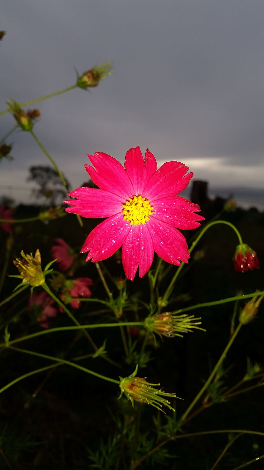flower, red, yellow, maroon, flowering plant, fragility, vulnerability HD wallpaper