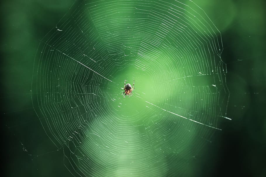 spider, green, network, nature, web, predator, natural, arachnid HD wallpaper