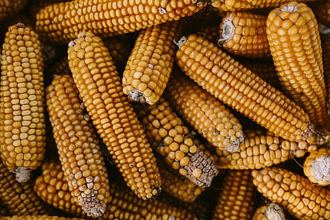 Corncobs, yellow, cooking, cereal, maize, food, agriculture, vegetable HD wallpaper