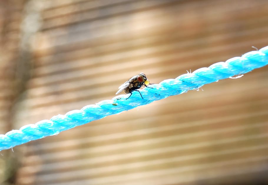 fly, nature, insects, animal, animal themes, invertebrate, animal wildlife HD wallpaper