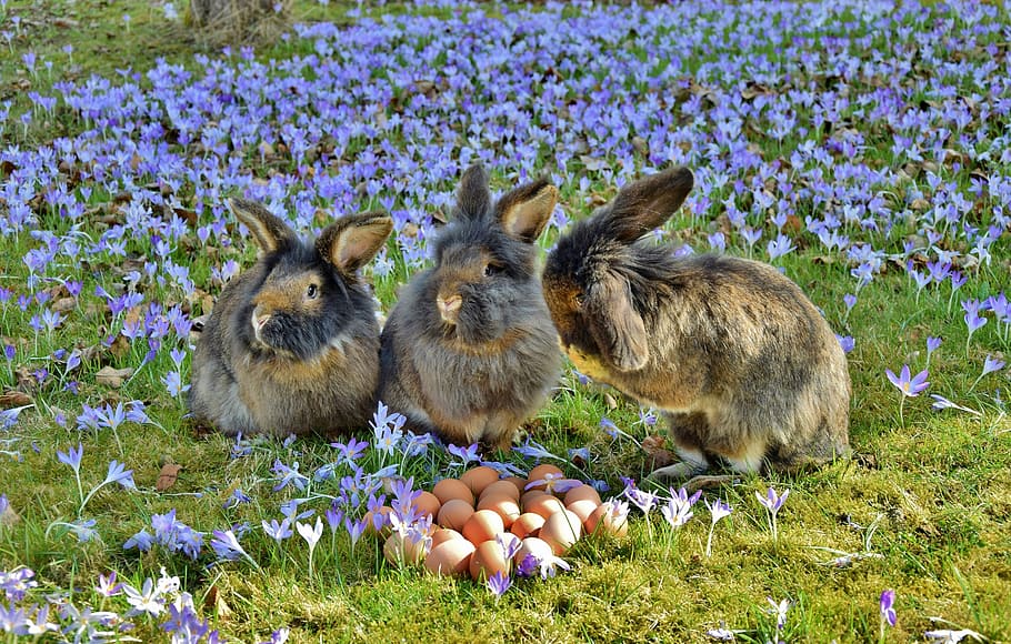 three brown rabbits near brown eggs and purple flower field at daytime HD wallpaper