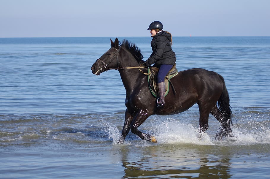 waters, horse, mammal, sea, animal, domestic, animal themes HD wallpaper