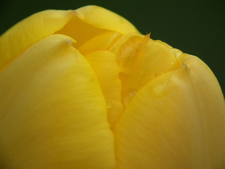 tulip, yellow, flora, close-up, freshness, studio shot, petal HD wallpaper