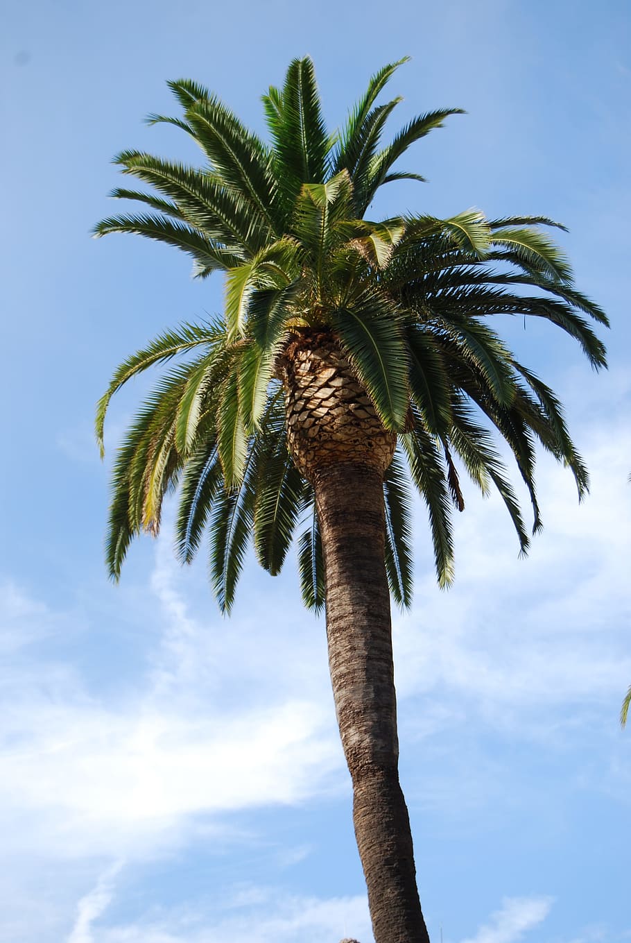 Palm, Sun, Summer, Tree, Nature, sky, palm tree, low angle view HD wallpaper