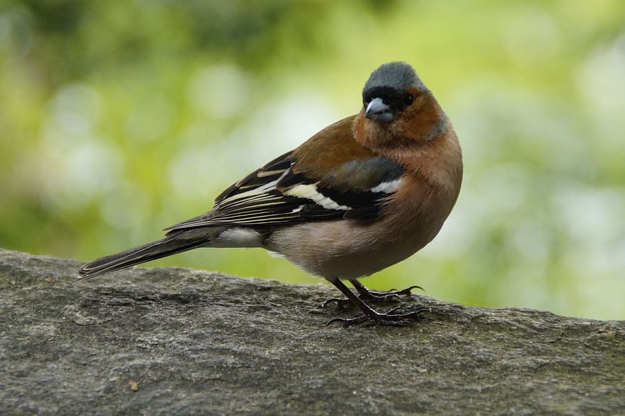 Chaffinch, Plumage, Drawing, Bird, cheeky, trustful, wall, songbird HD wallpaper