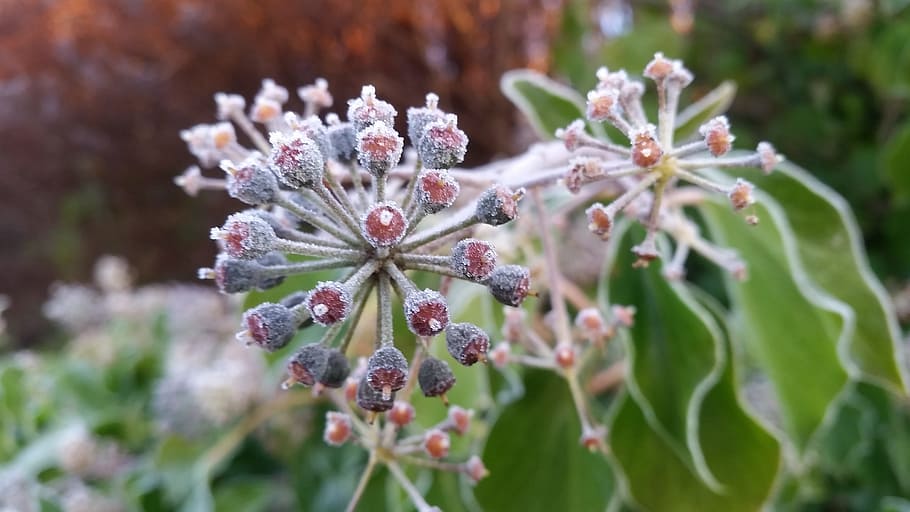 frost, winter, cold, plant, nature, frosty, flower, flowering plant HD wallpaper
