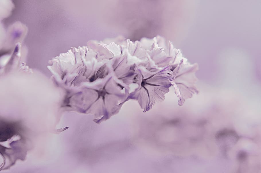 violet, flower, macro, purple, garden, pale pink, nature, close-up HD wallpaper