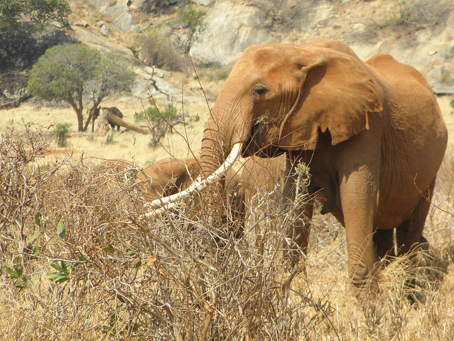 elephant, kenya, africa, wild, wildlife, animal, nature, safari, HD wallpaper
