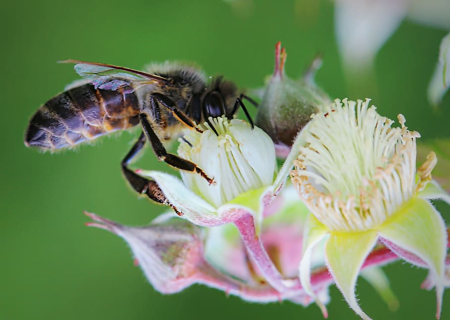 bee, flower, bees, insect, macro, flora, summer, nature, pollen HD wallpaper