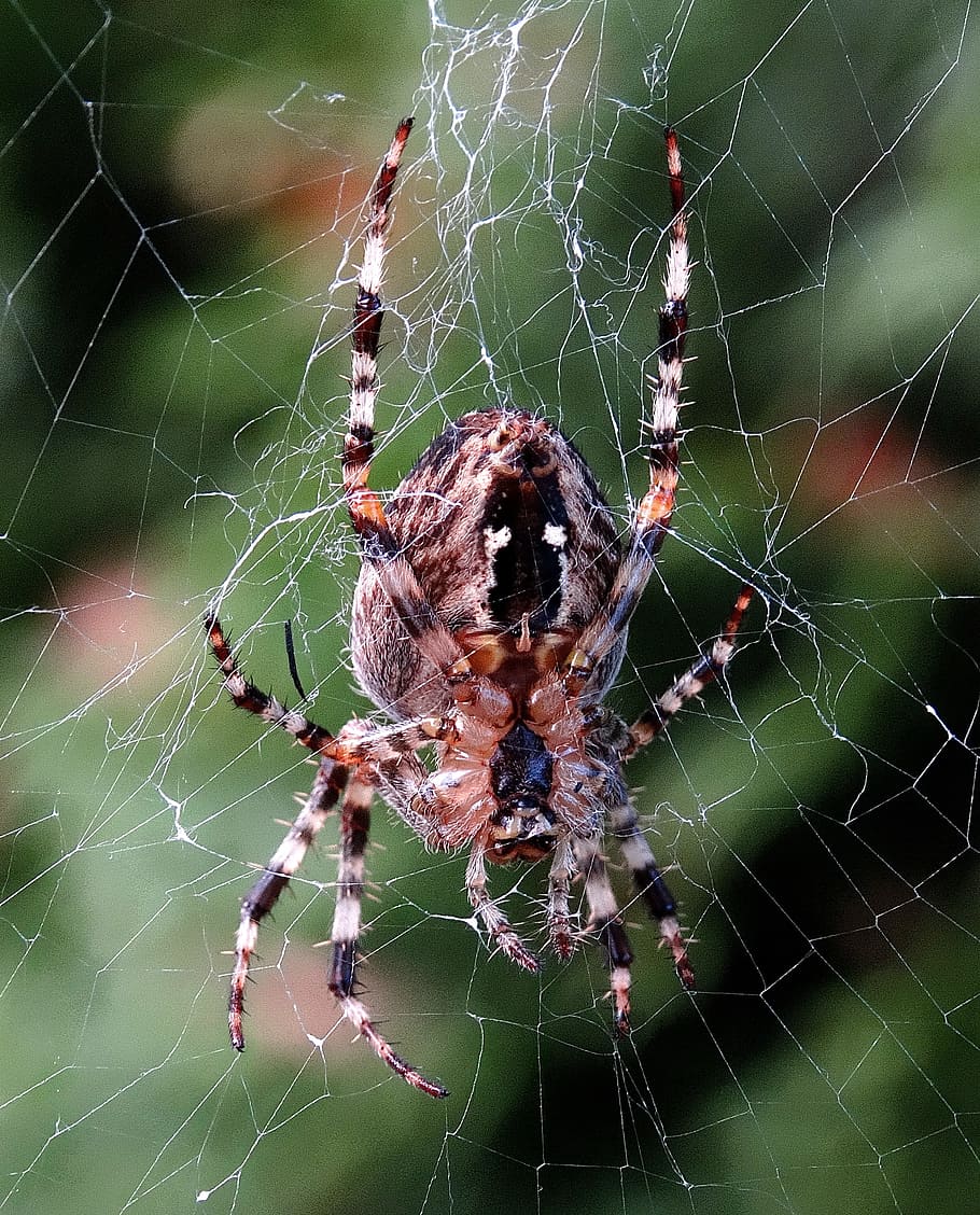 spider, cobweb, insect, network, nature, animals, animal themes HD wallpaper