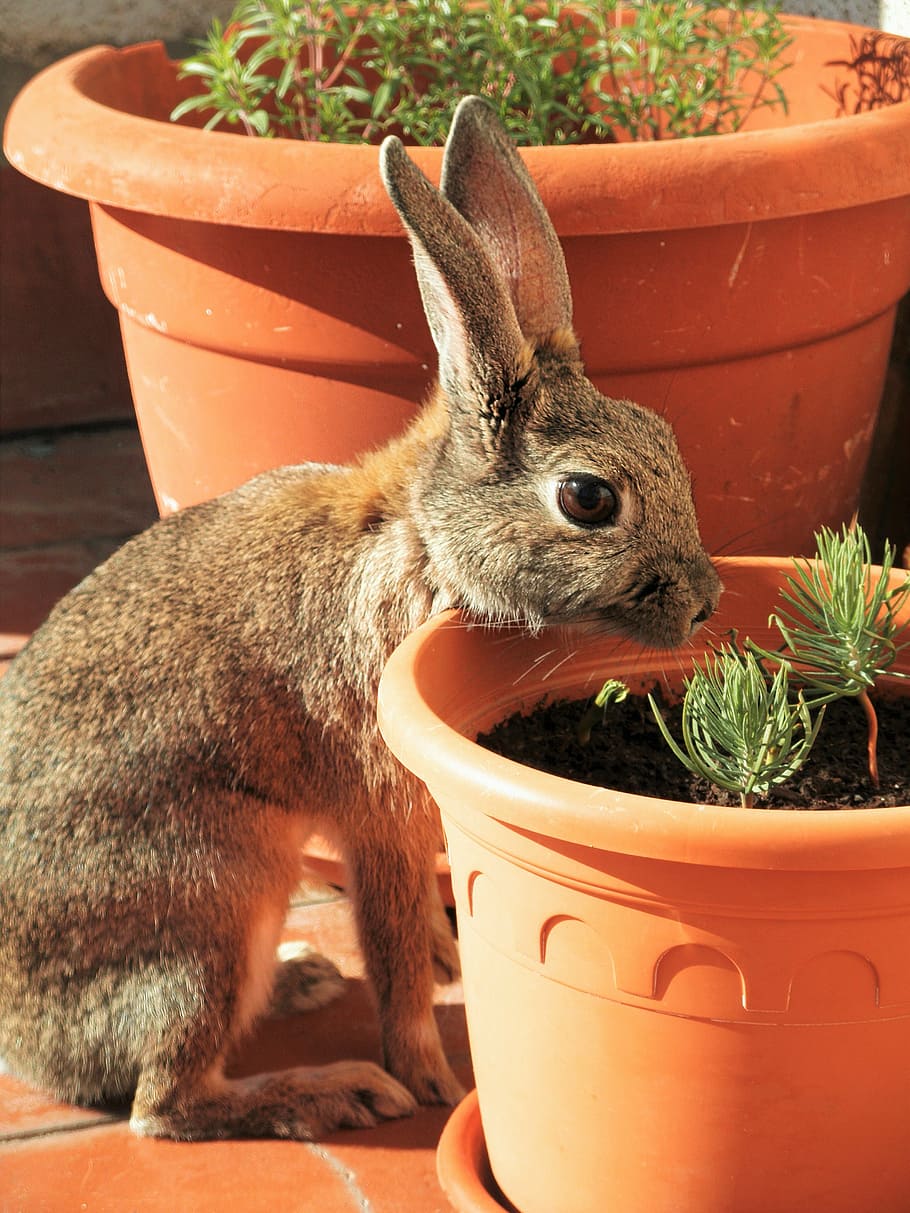 brown rabbit about to eat green leafed plant, looking, stone HD wallpaper