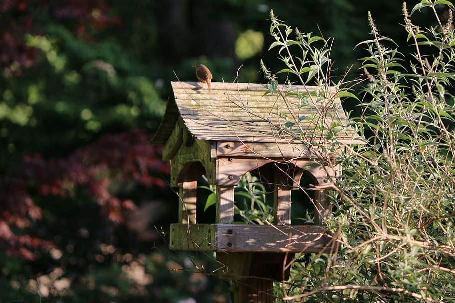 bird, birdhouse, backyard, nature, nest, box, wood, summer